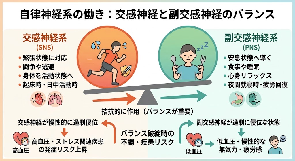 交感神経系と副交感神経系の拮抗的な働きとバランス、およびバランスが崩れた際のリスク(高血圧や疲労感など)を分かりやすく解説した自律神経系の図解です。