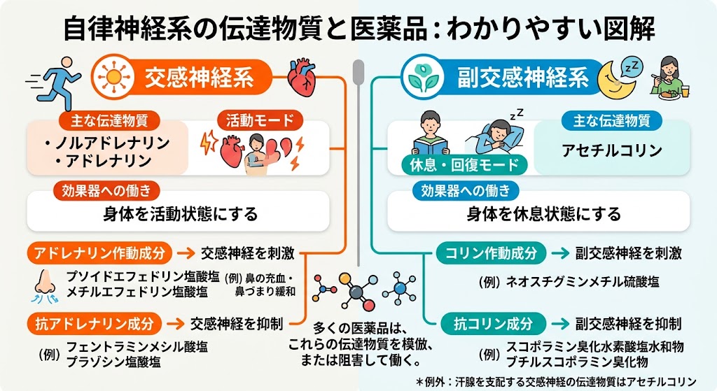 交感神経と副交感神経の神経伝達物質と、その受容体への結合を模倣・阻害して働く医薬品成分(作動成分や抗成分)の働きと具体例をまとめた図解。